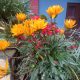 IMG-20250917-WA0020